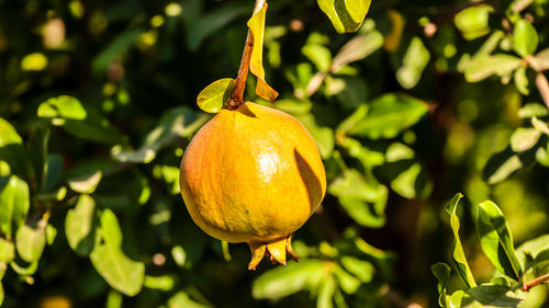 Close-up of orange fruit on tree