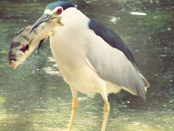 Close-up of heron in water