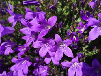 Close-up of purple flowers blooming outdoors