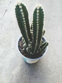 High angle view of cactus plant