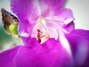 Close-up of purple flower blooming outdoors