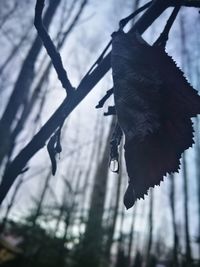 Close-up of icicles hanging on tree