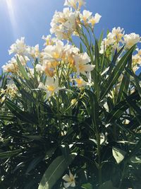 Close-up of white flowering plants against sky