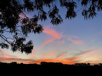 Low angle view of silhouette trees against sky during sunset