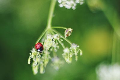 Close-up of ladybug on plant