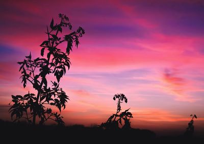 Silhouette plants against dramatic sky during sunset