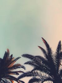 Low angle view of palm trees against sky