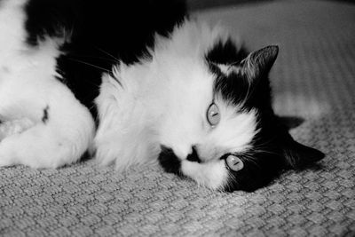 Close-up portrait of a cat resting on sofa