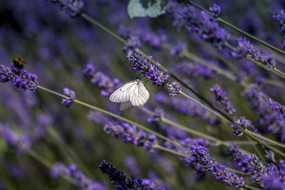 Close-up of butterfly on purple flowering plant