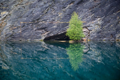 Plants growing on rock by sea