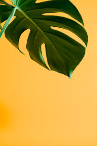 Low angle view of plant against blue background