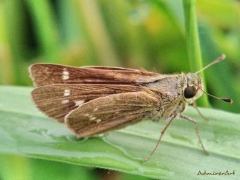 Close-up of butterfly on plant