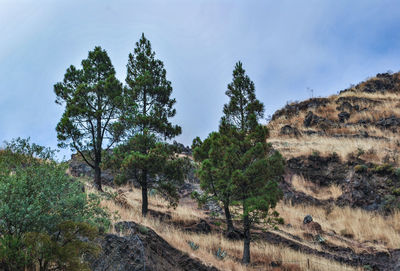 Trees on field against sky