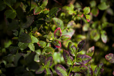 Fresh blueberry leaves in green and red colors. nature patterns and texture background