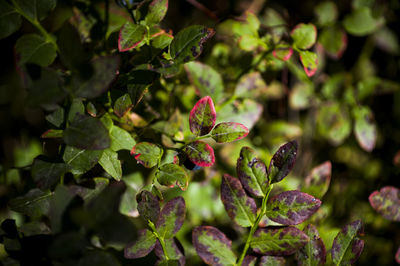 Close-up of plant