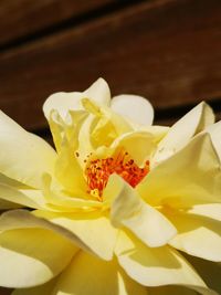 Close-up of white rose