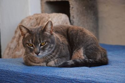 Portrait of cat sitting on floor