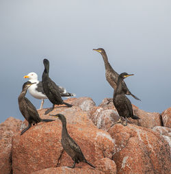 Seagulls perching on rock