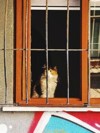 Portrait of cat sitting on window