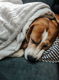 Close-up of dog lying on bed at home