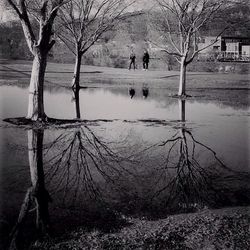 Bare trees by calm lake