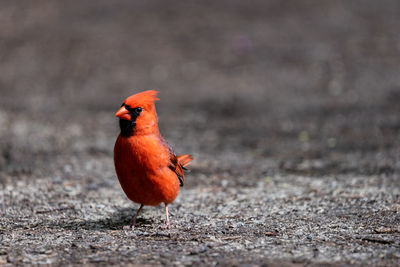 Close-up of bird perching on a field