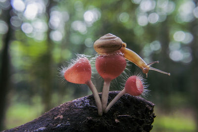 Close-up of mushroom growing in forest