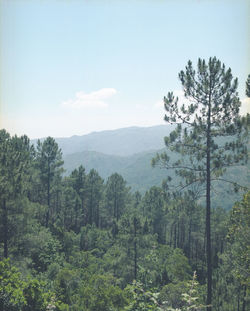 Pine trees in forest against sky