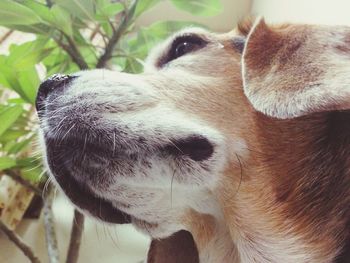 Close-up of a dog