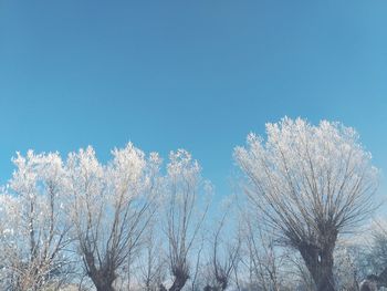 Low angle view of bare tree against clear blue sky