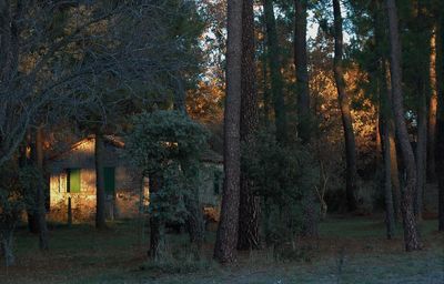 Trees in forest during autumn