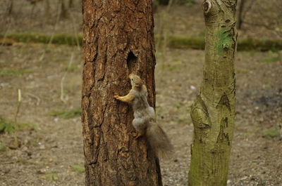 Squirrel on tree trunk