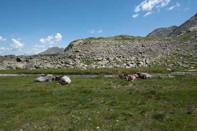 Sheep in a field