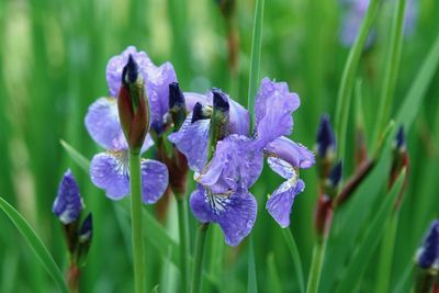 Close-up of purple flowering plants