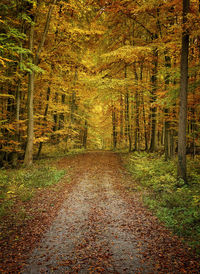 Trees in forest during autumn