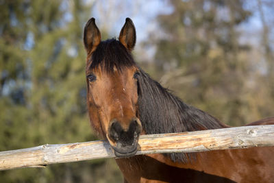 Portrait of a brown mare in wintry landscape