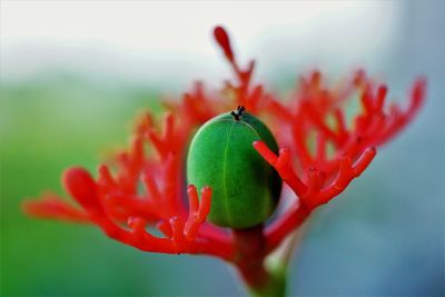 Close-up of red flower on plant