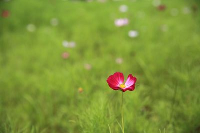 Close-up of pink flower on field