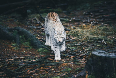 Close-up of lynx