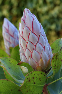 Close-up of green leaves on plant