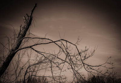 Low angle view of silhouette bare tree against sky at sunset