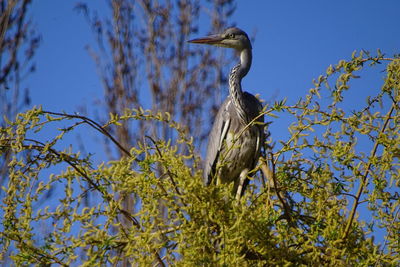 Low angle view of bird perching on tree against sky