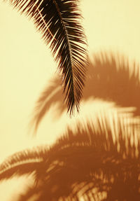 Palm tree stylish sunlight shadows on beige wall background. nature aesthetic minimalist concept