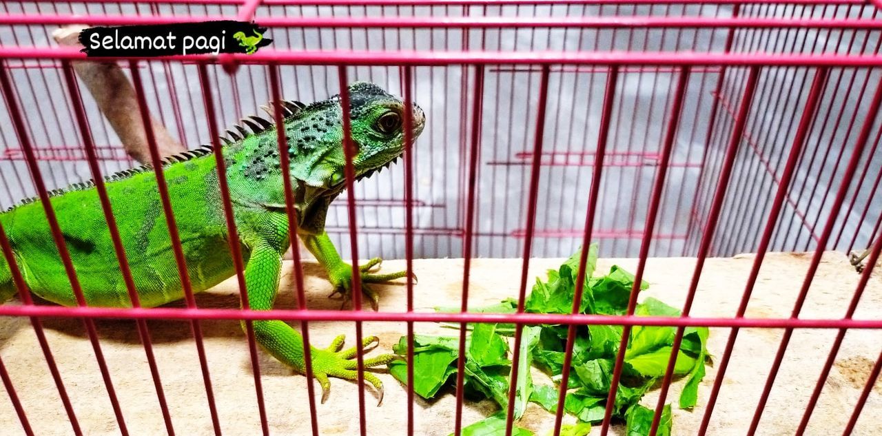 animal themes, animal, animal wildlife, one animal, cage, green, animals in captivity, no people, lizard, reptile, day, wildlife, nature, iguana, metal, close-up, outdoors, pet