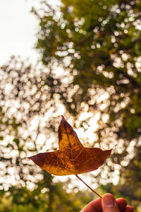 Close-up of hand holding maple leaves