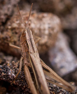 Close-up view of tree