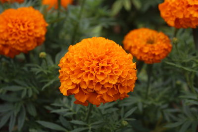Close-up of yellow flower