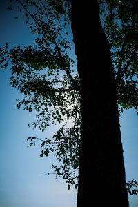 Low angle view of silhouette tree against sky