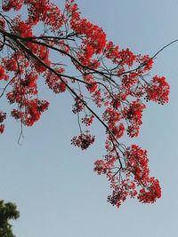 Low angle view of trees against clear sky