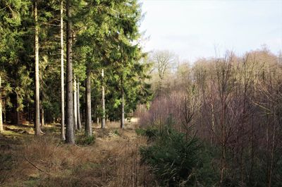 Scenic view of forest against sky